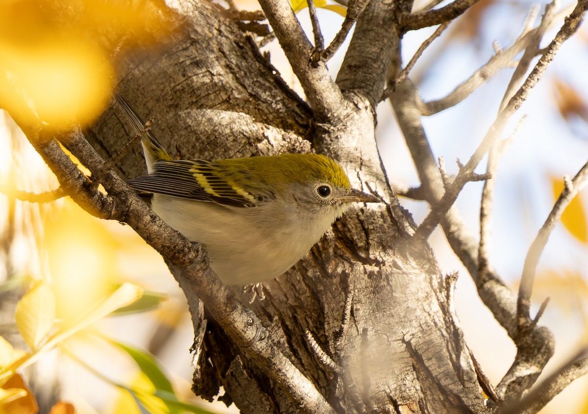 lesňáček rezavoboký - ML647194956