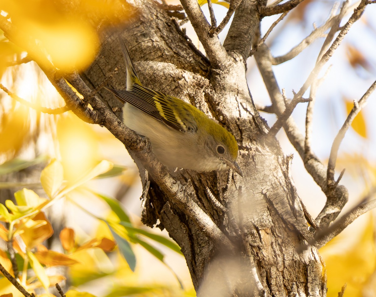 lesňáček rezavoboký - ML647194957