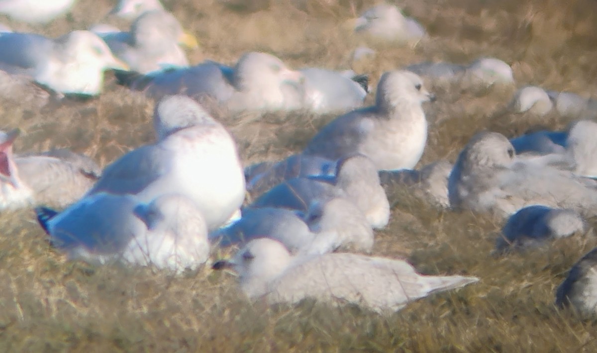 アイスランドカモメ（亜種 クムリーンカモメ） - ML647194958