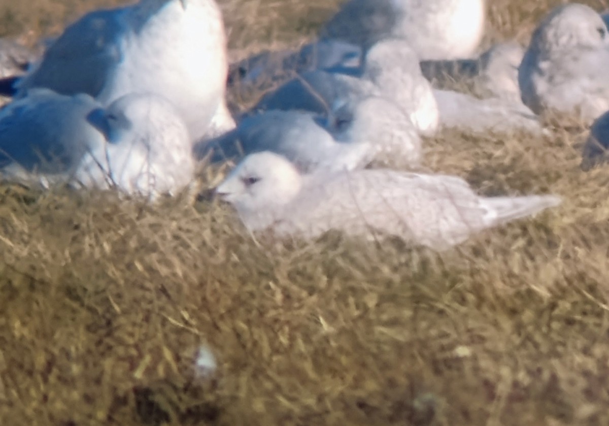 アイスランドカモメ（亜種 クムリーンカモメ） - ML647194960