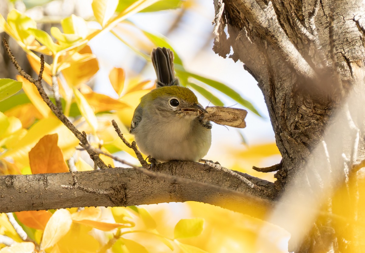 lesňáček rezavoboký - ML647194961