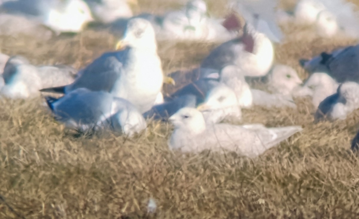 アイスランドカモメ（亜種 クムリーンカモメ） - ML647194963