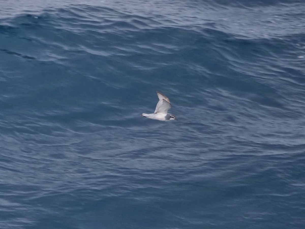 Salvin's Prion - ML647195024