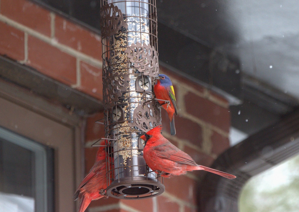 papežík zelenohřbetý - ML647195033