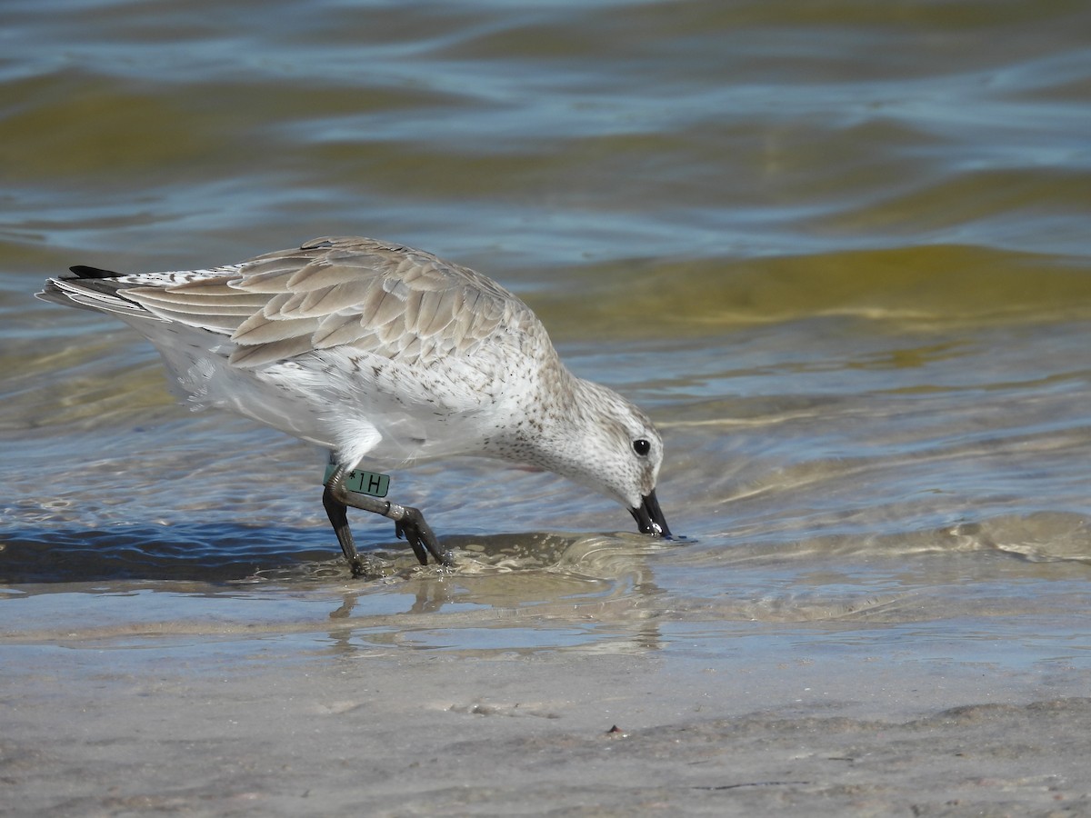 jespák rezavý - ML647195047