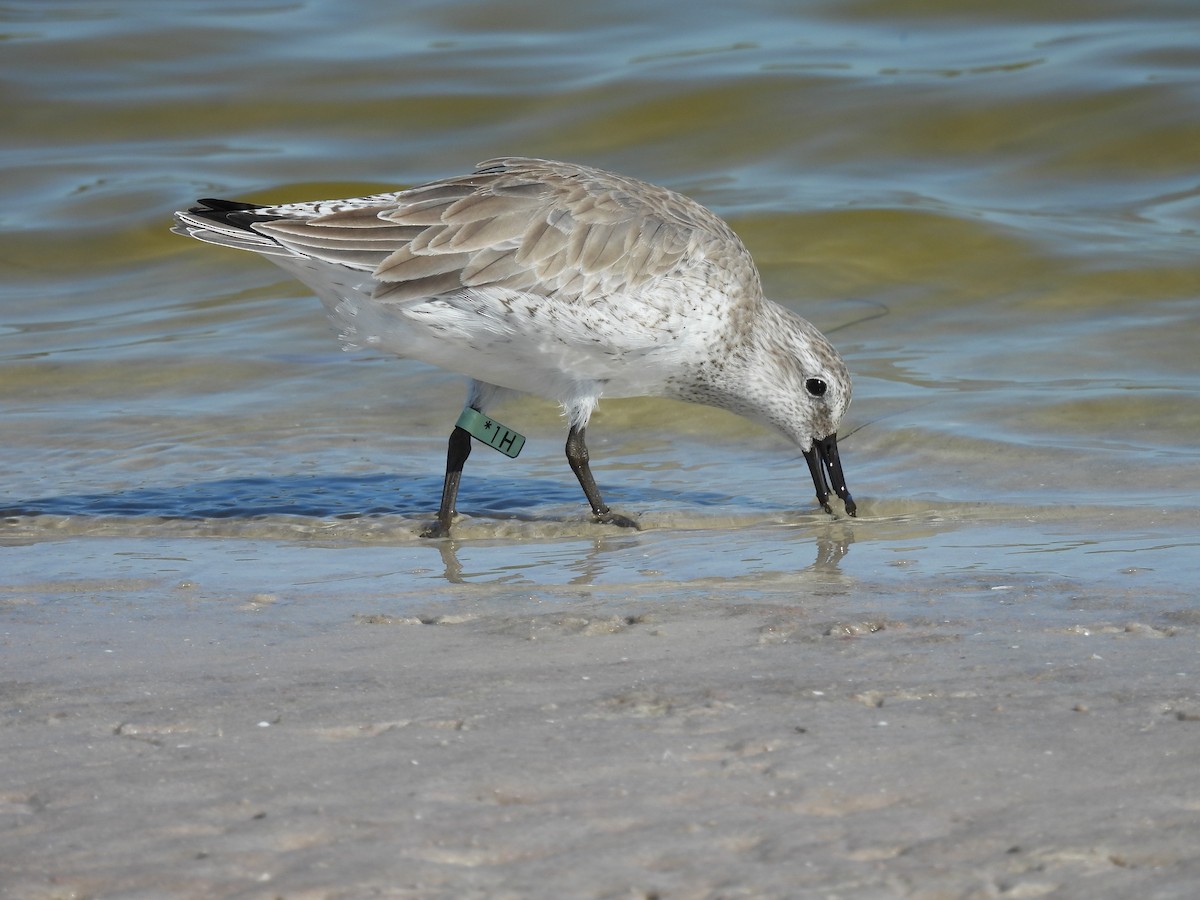 jespák rezavý - ML647195048