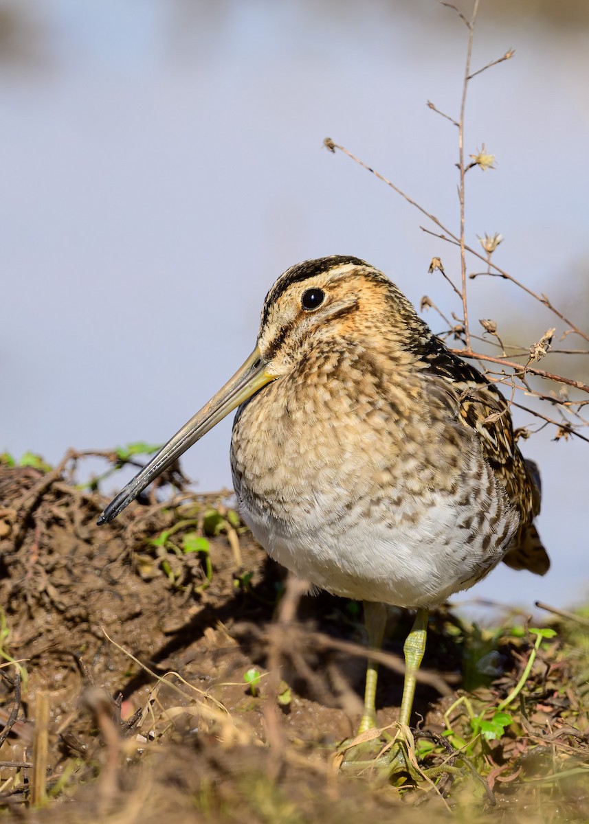 Wilsonbekassine - ML647195064