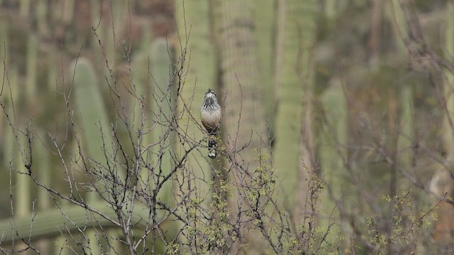 Різжак кактусовий - ML647195070