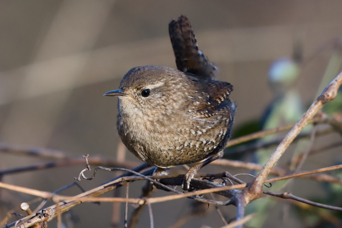 Winter Wren - ML647195072