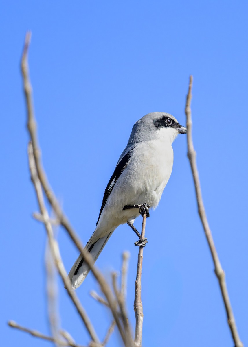 Louisianawürger - ML647195073