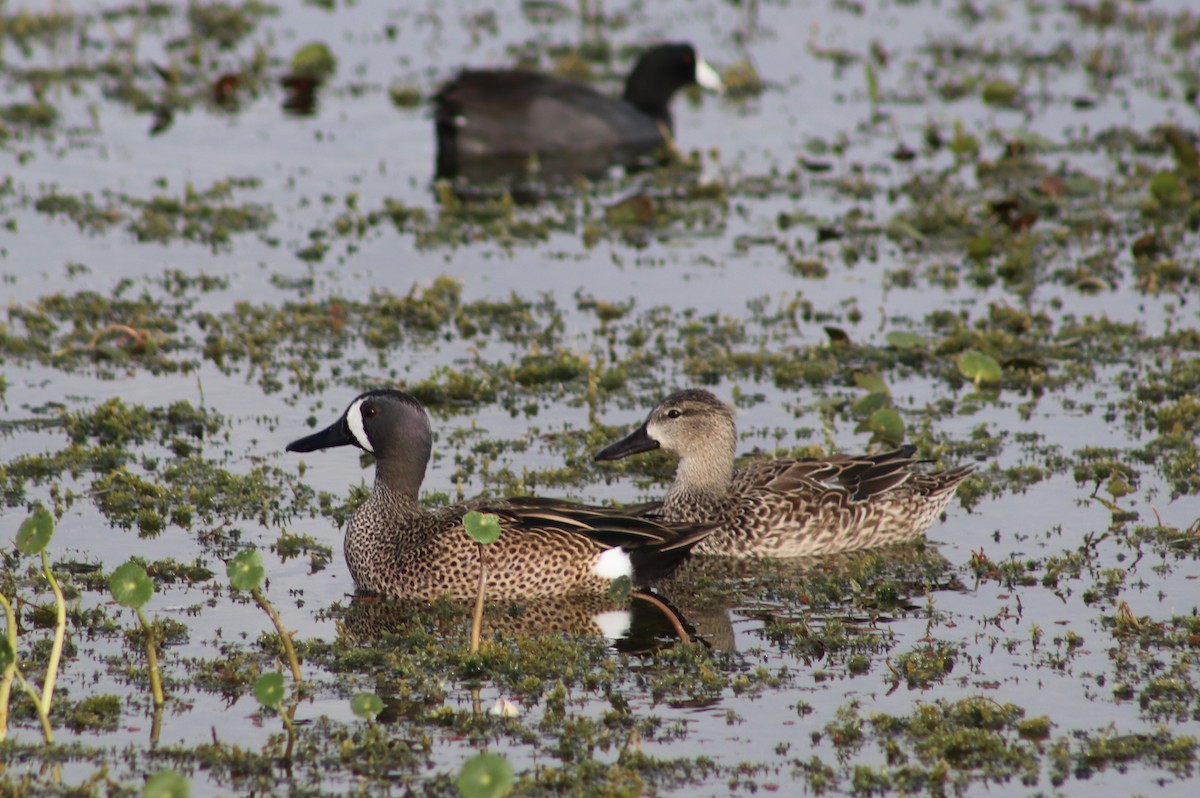 Zertzeta hegalurdina - ML647195077