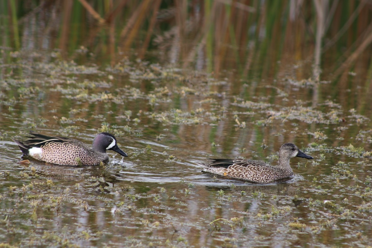 Zertzeta hegalurdina - ML647195078