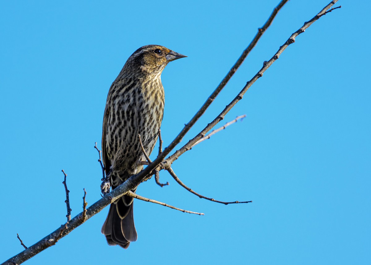 Rotflügelstärling - ML647195083