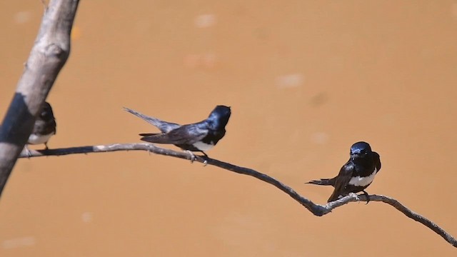 Ластівка білосмуга - ML647195099