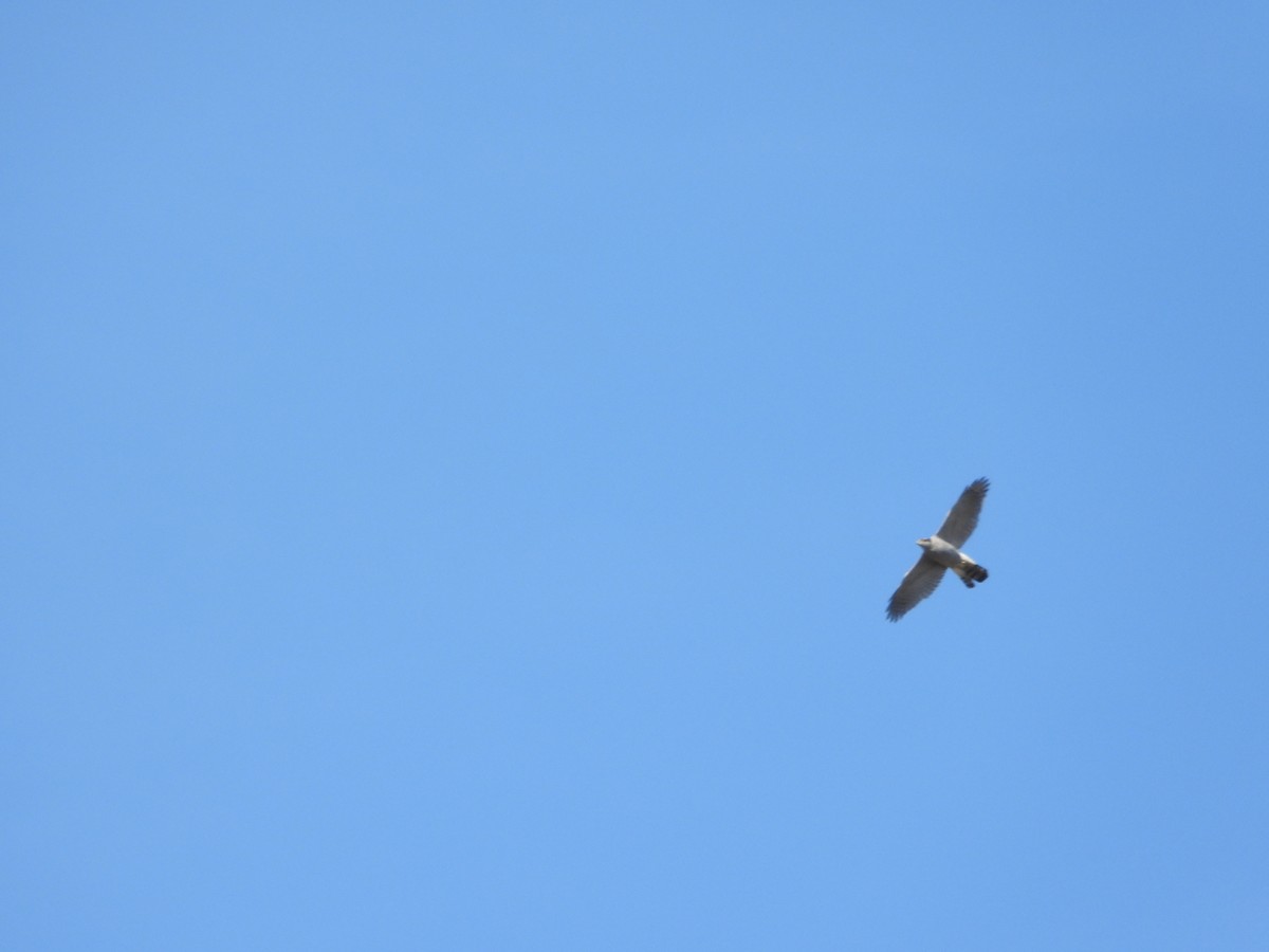 オオタカ - ML647195100