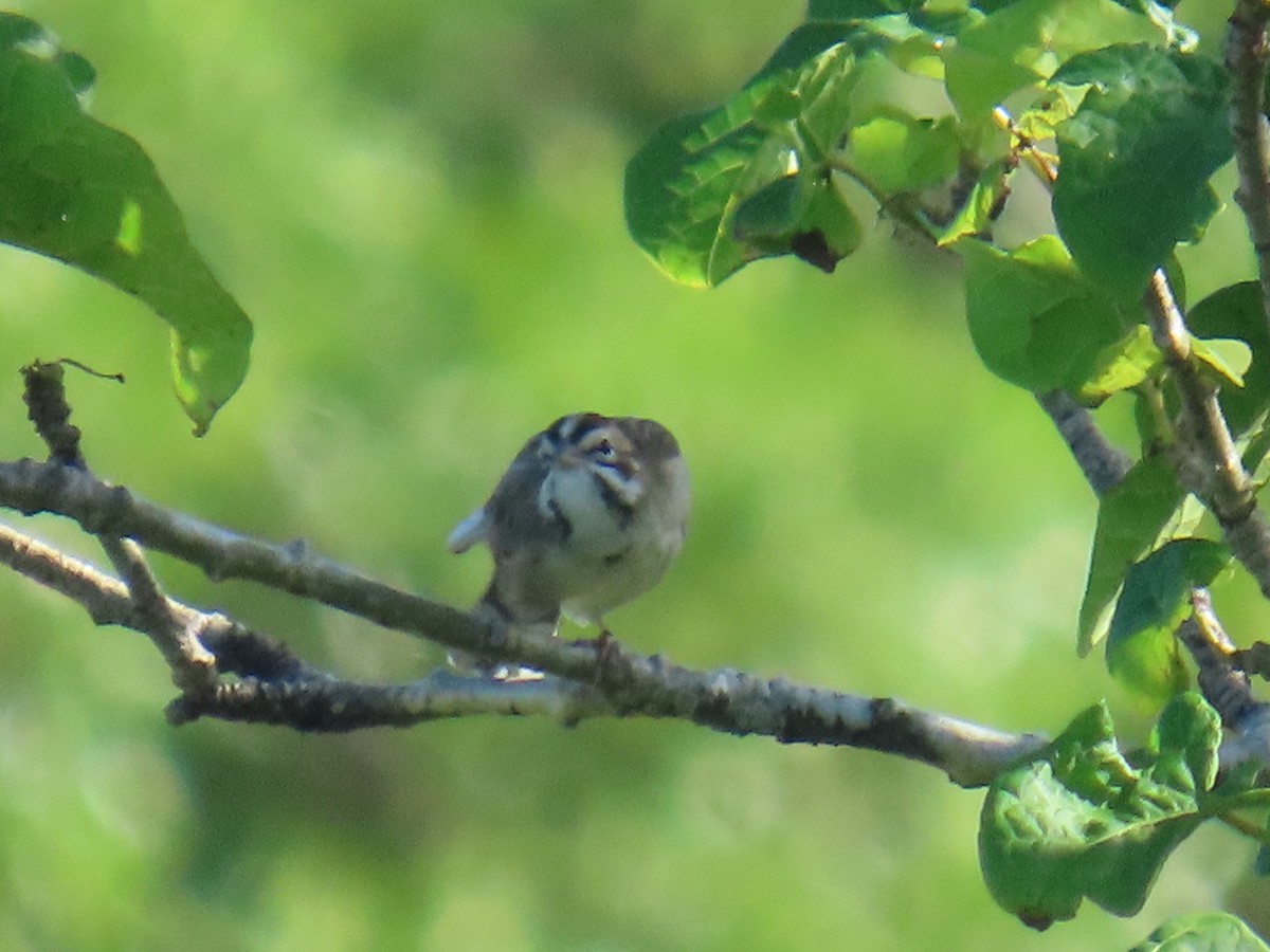 Lark Sparrow - ML647195116