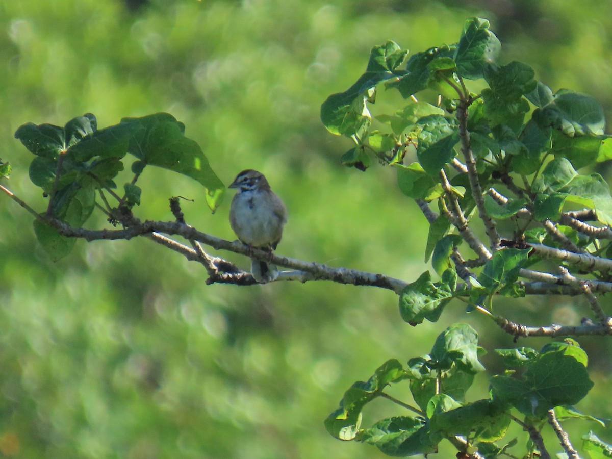 Lark Sparrow - ML647195117