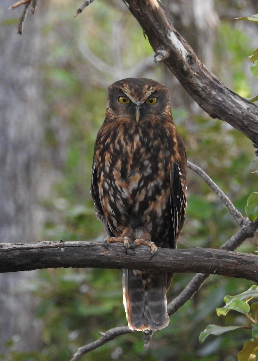 Morepork - ML647195120