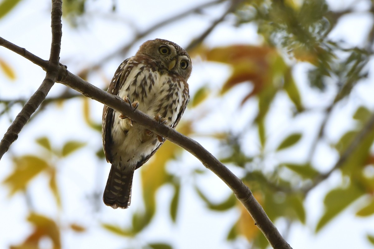 Pearl-spotted Owlet - ML647195138
