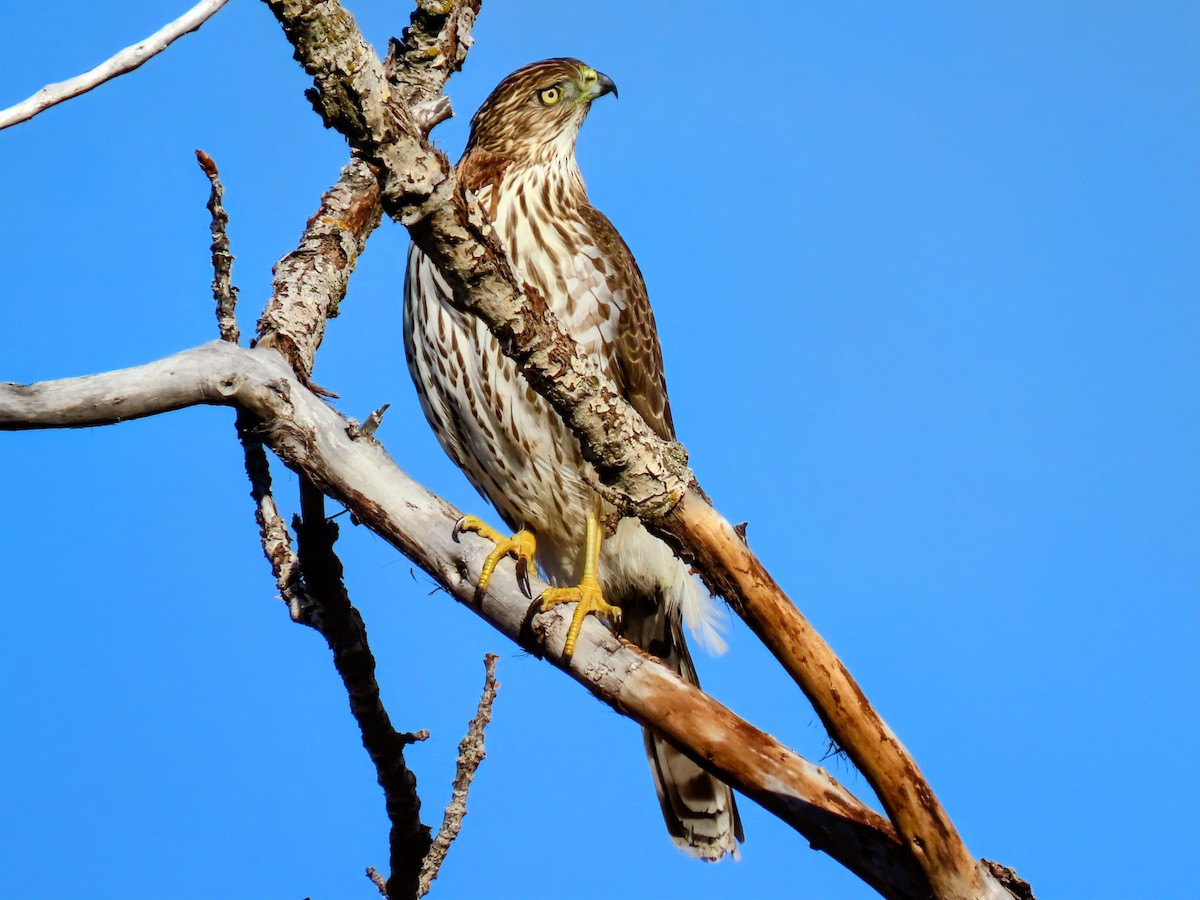 Cooper's Hawk - ML647195149
