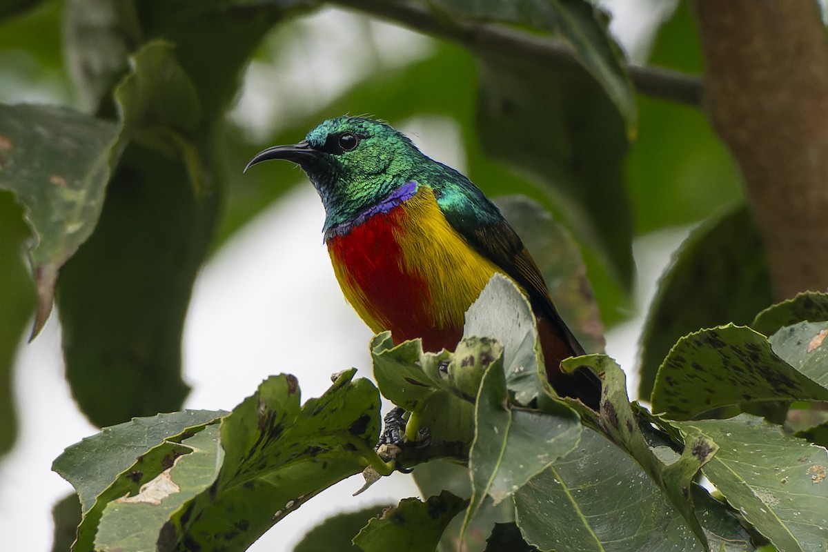 Regal Sunbird - ML647195164