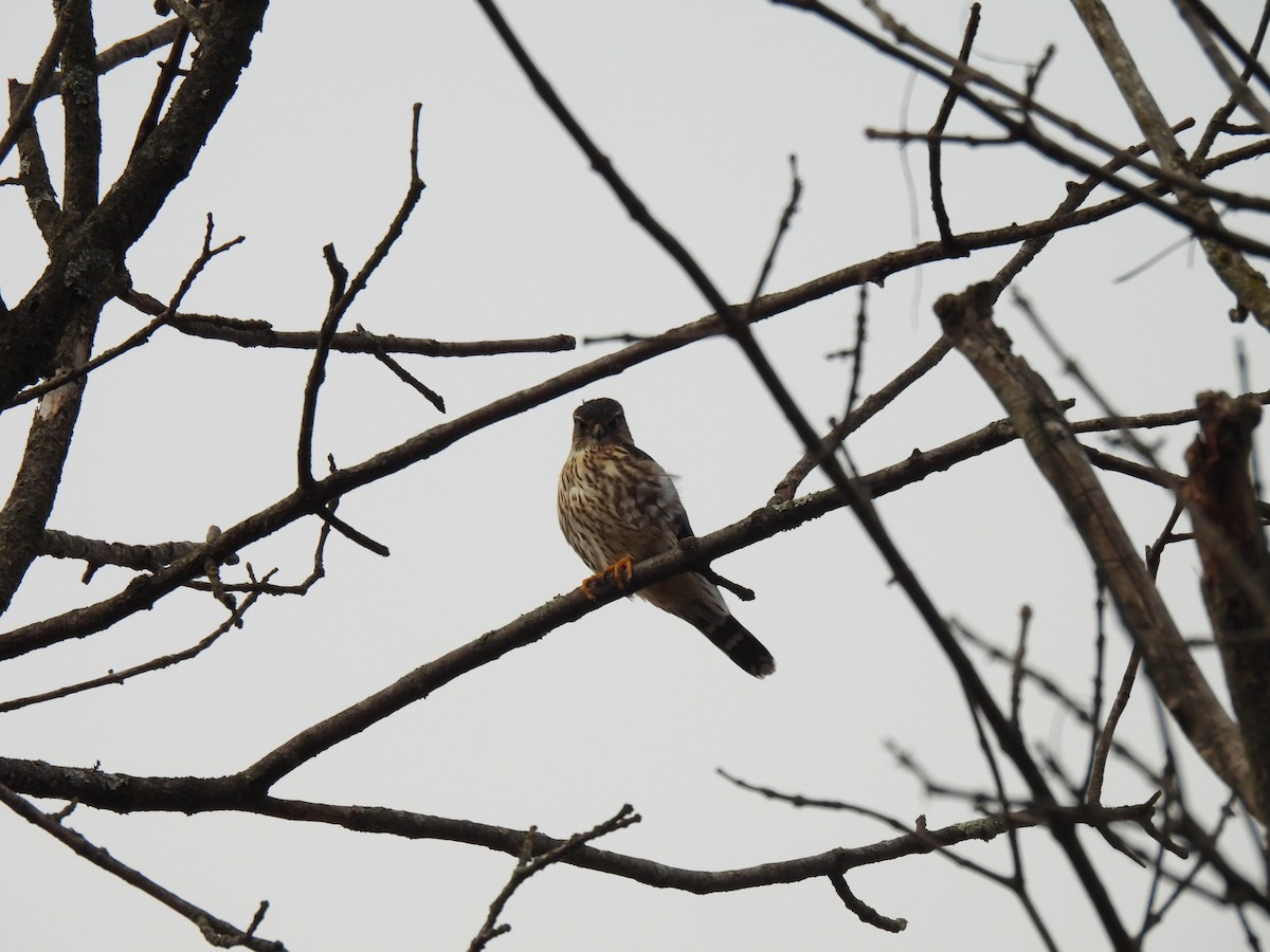 灰背隼 - ML647195166