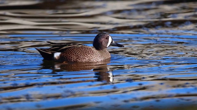 Zertzeta hegalurdina - ML647195176