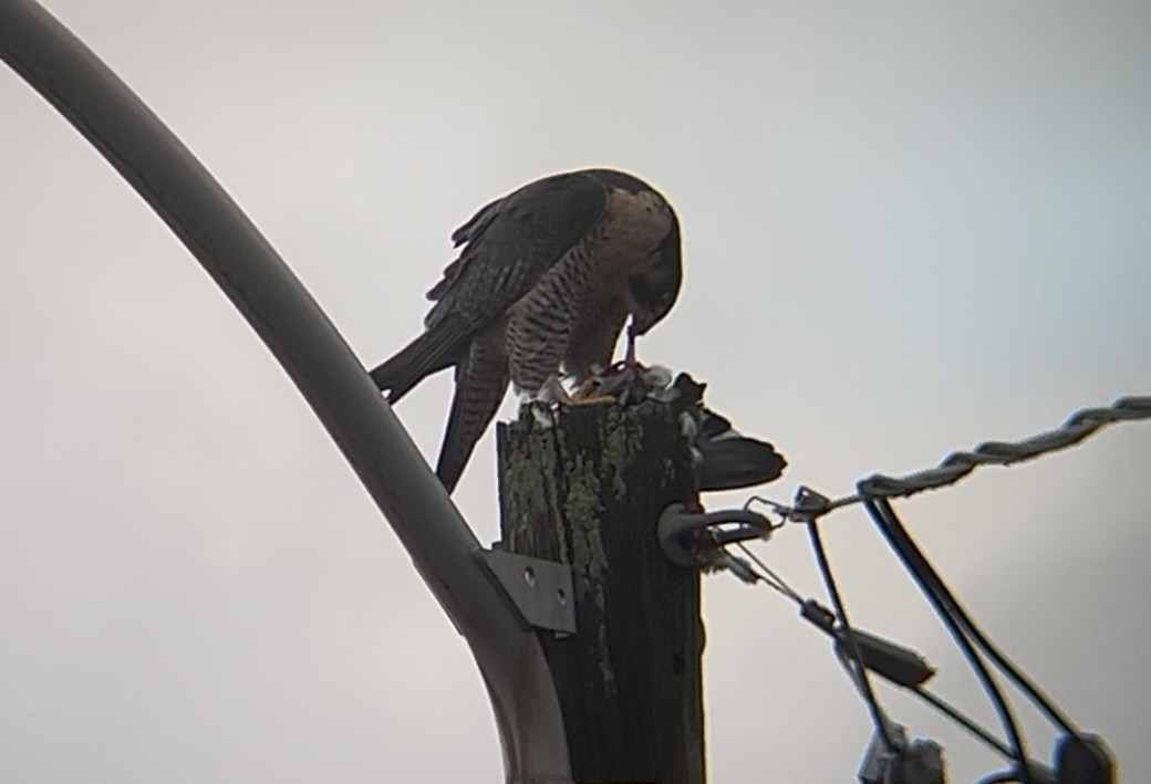 Falco pellegrino - ML647195186