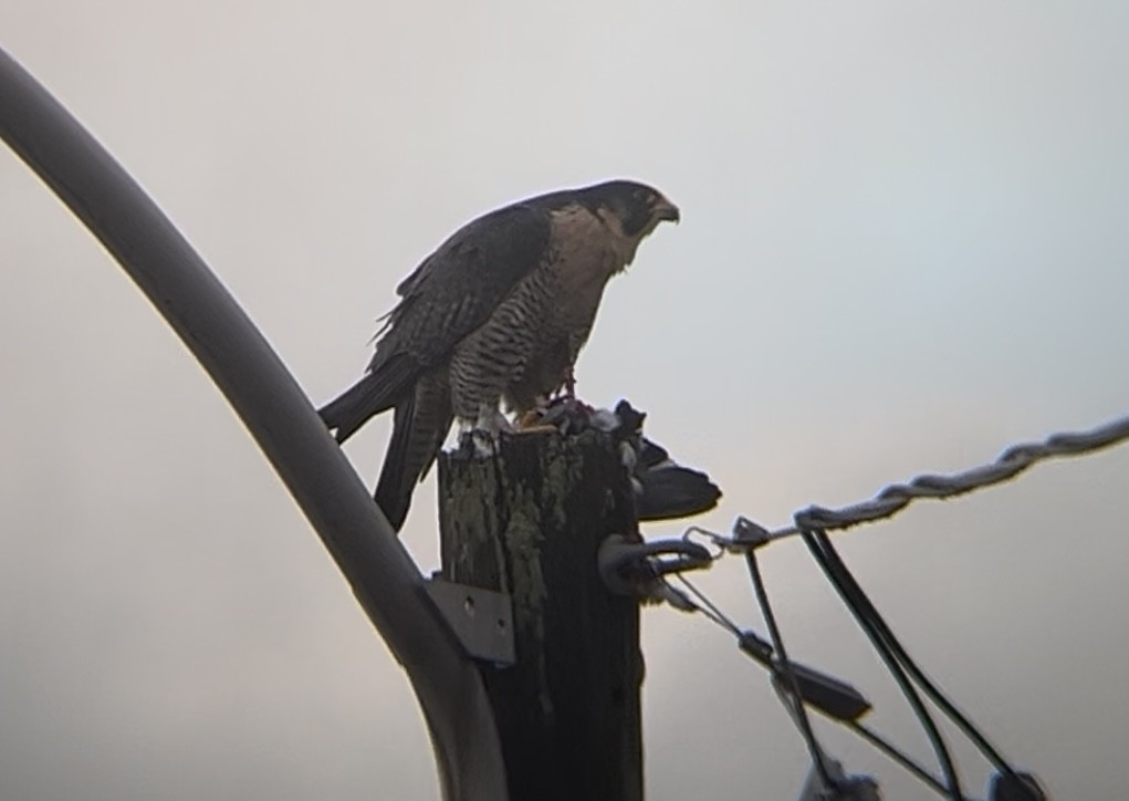 Falco pellegrino - ML647195187