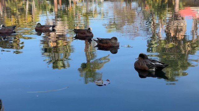 Свищ американський - ML647195192