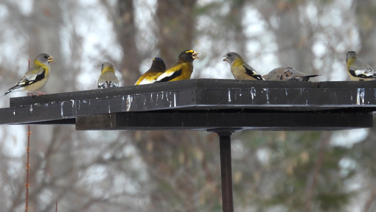 Mokolodi bekainoria - ML647195197