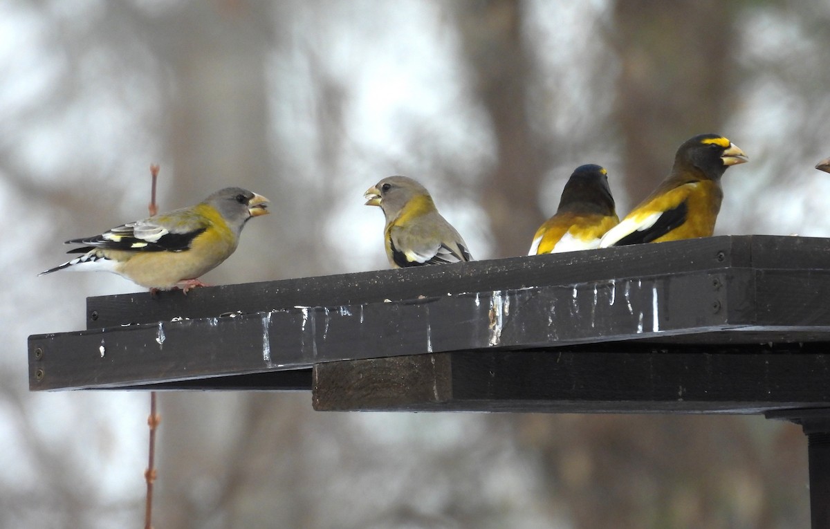 Mokolodi bekainoria - ML647195202