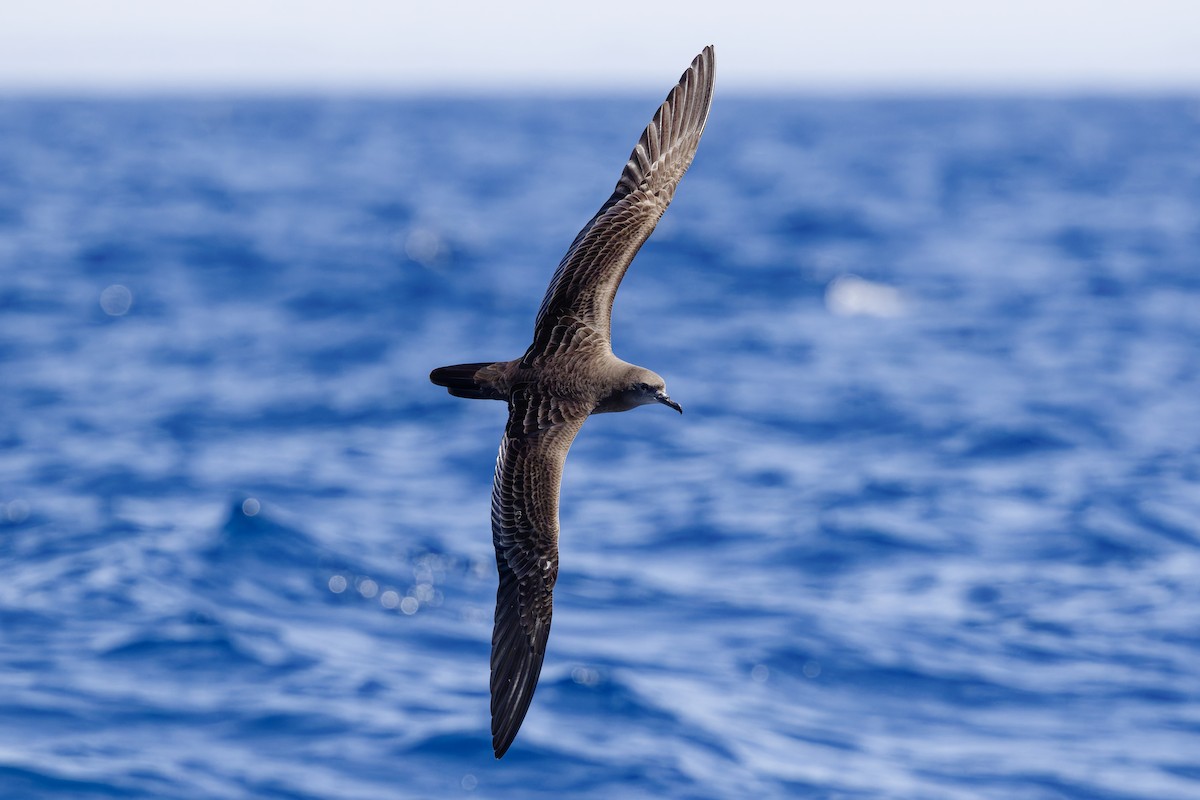 Wedge-tailed Shearwater - ML647195210