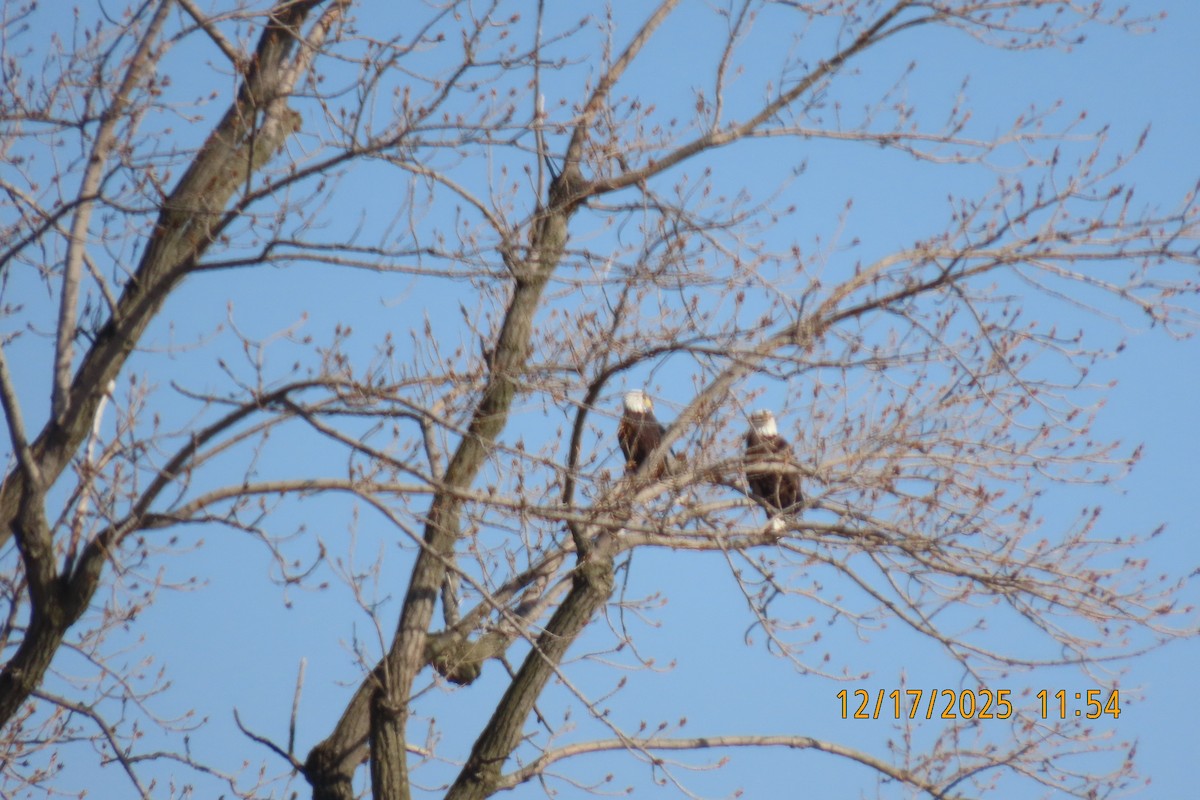 Bald Eagle - ML647195212