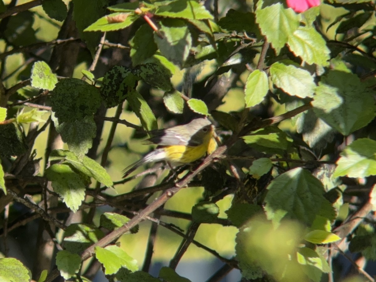Magnolia Warbler - ML647195218