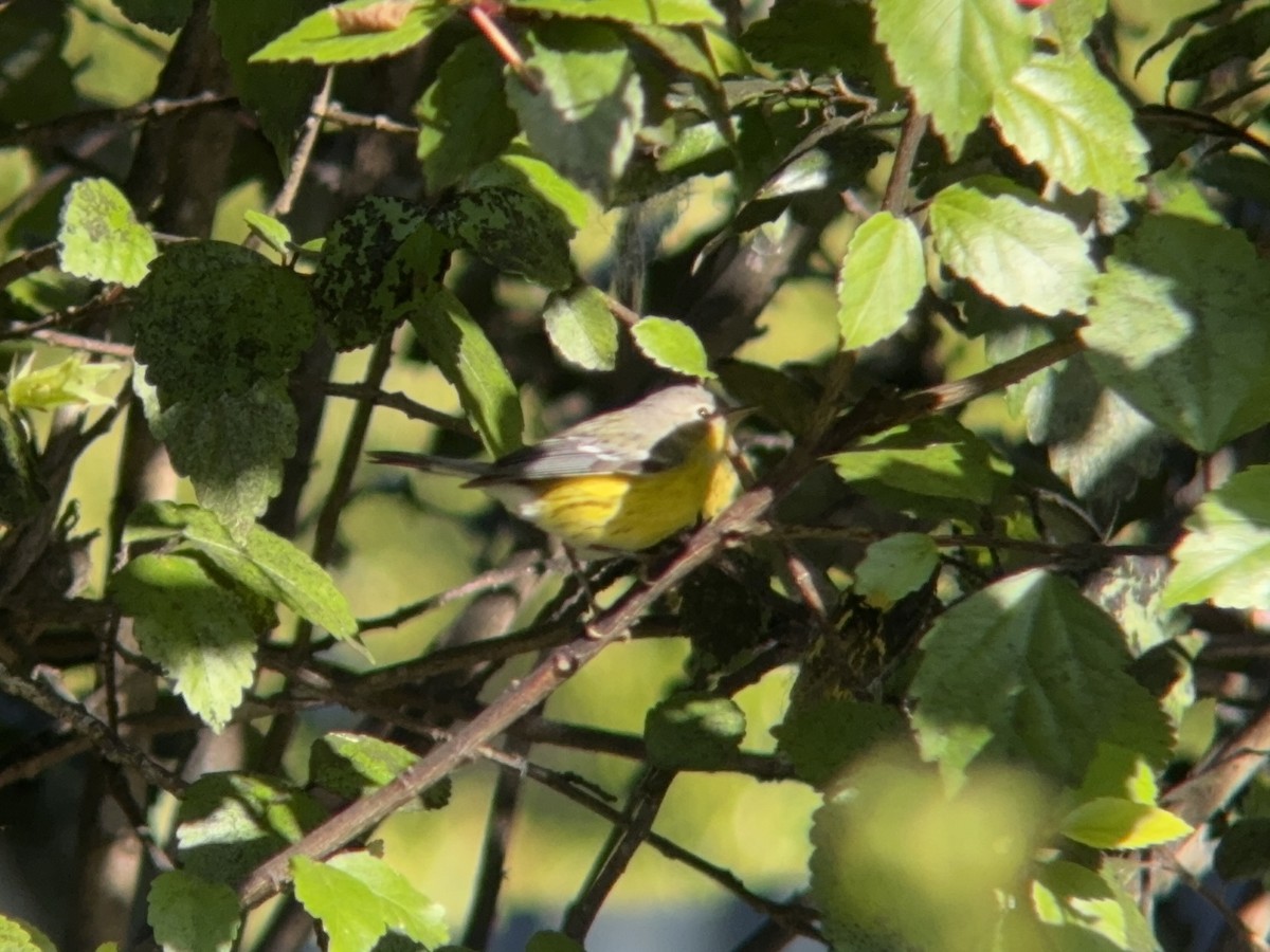 Magnolia Warbler - ML647195219