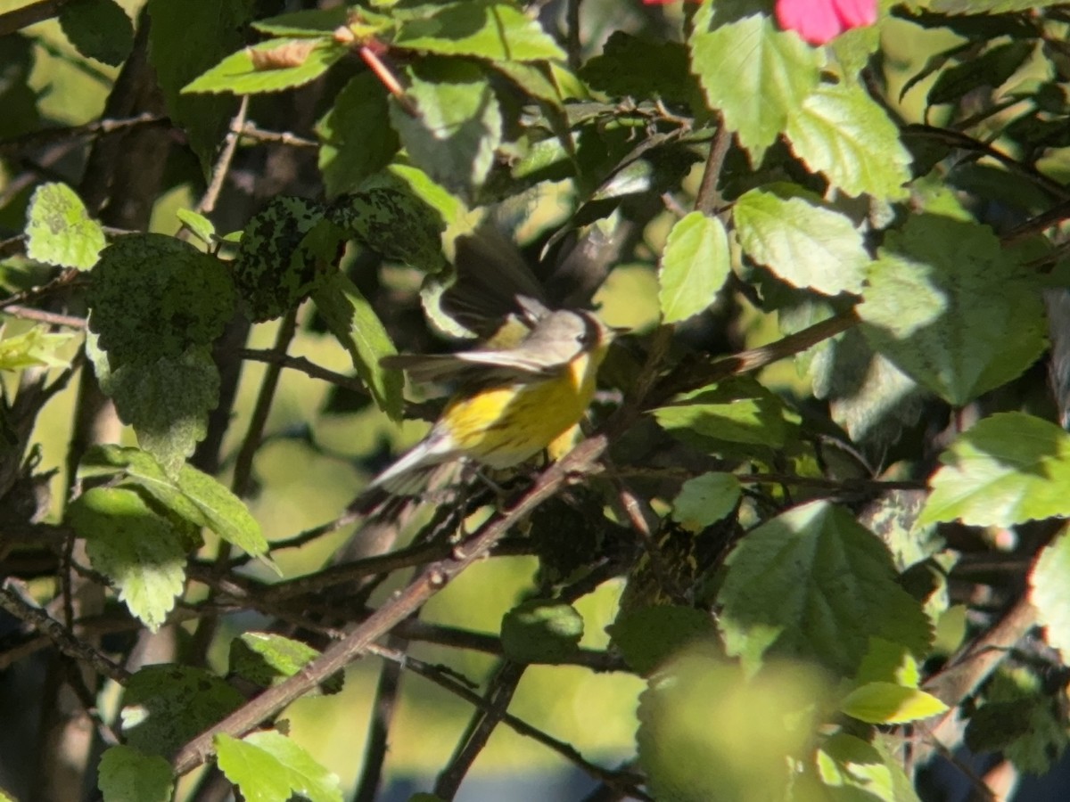 Magnolia Warbler - ML647195220