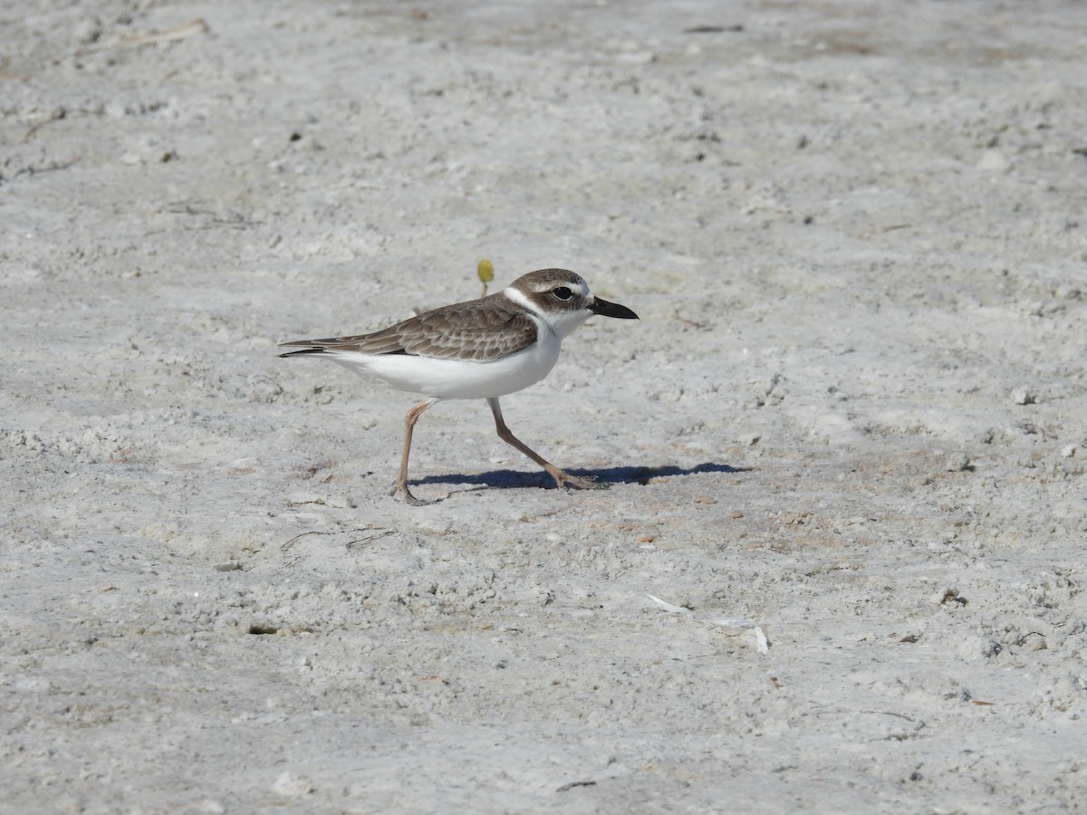 Wilson's Plover - ML647195231