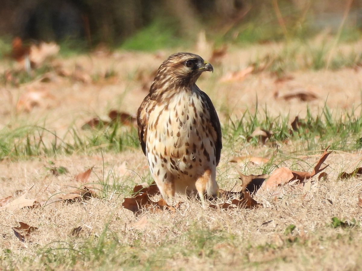 Red-shouldered Hawk - ML647195233