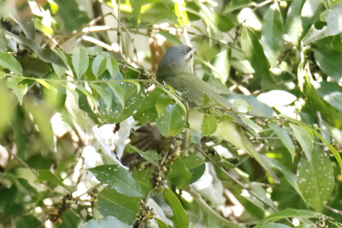 Chivi Vireo - ML647195234