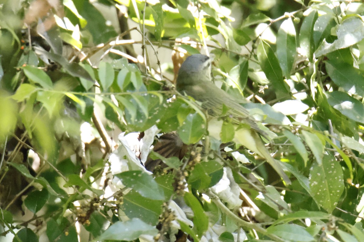 Chivi Vireo - ML647195235