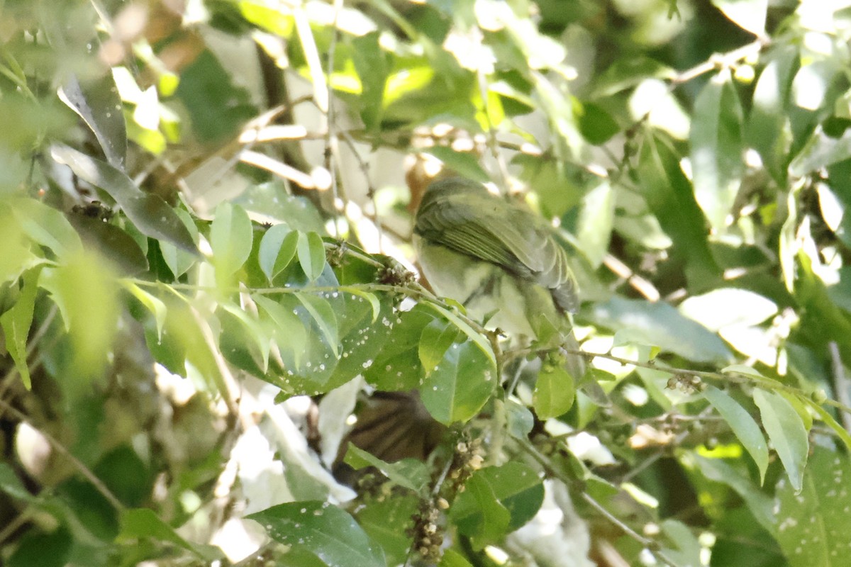 Chivi Vireo - ML647195236