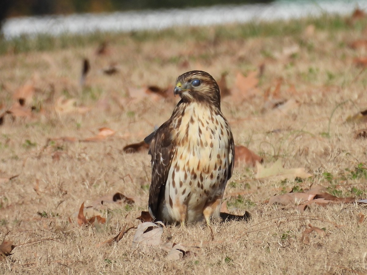 Red-shouldered Hawk - ML647195237