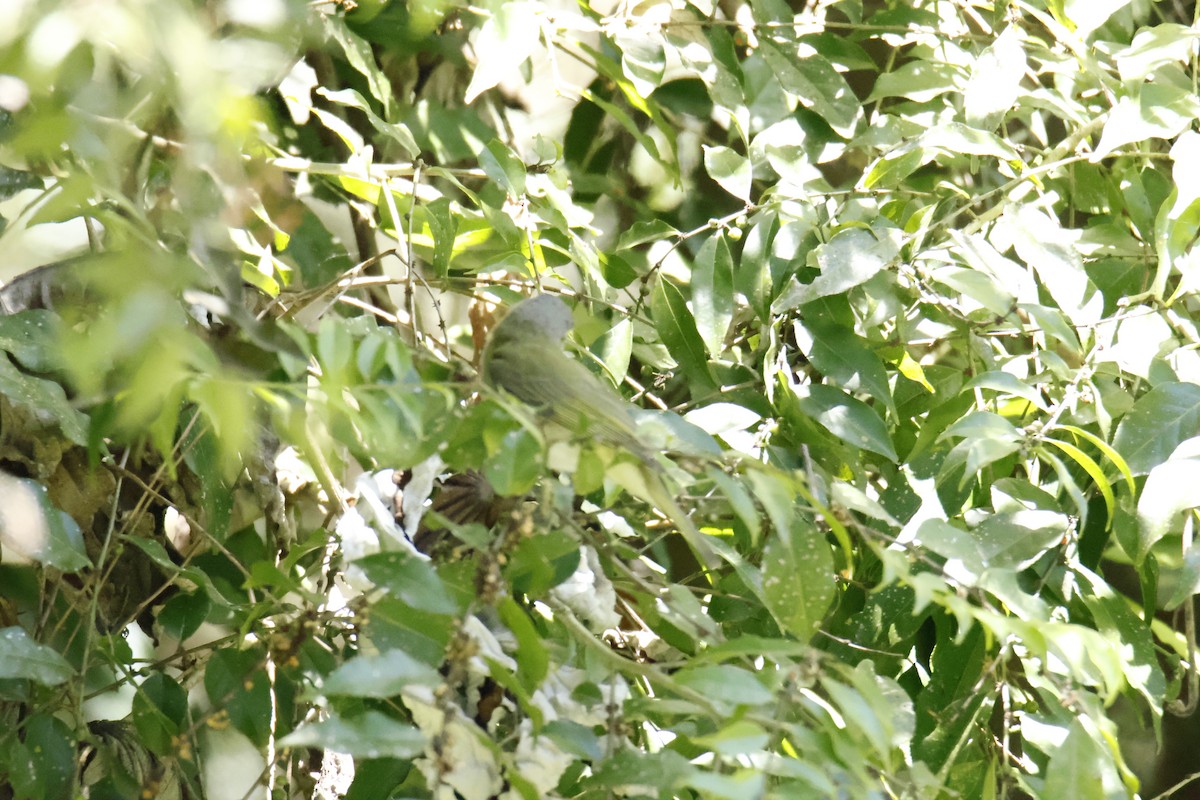 Chivi Vireo - ML647195239