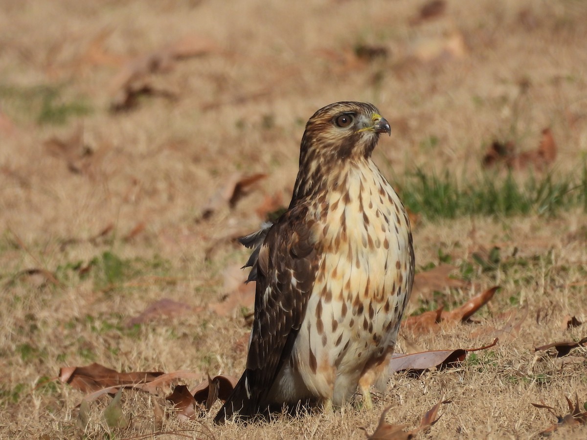 Red-shouldered Hawk - ML647195240