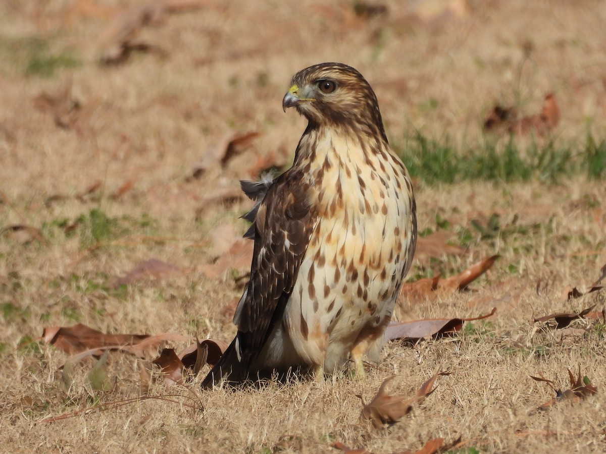 Red-shouldered Hawk - ML647195241