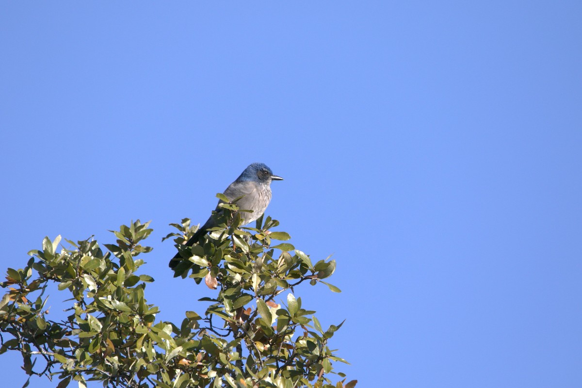 Woodhouse's Scrub-Jay - ML647195243