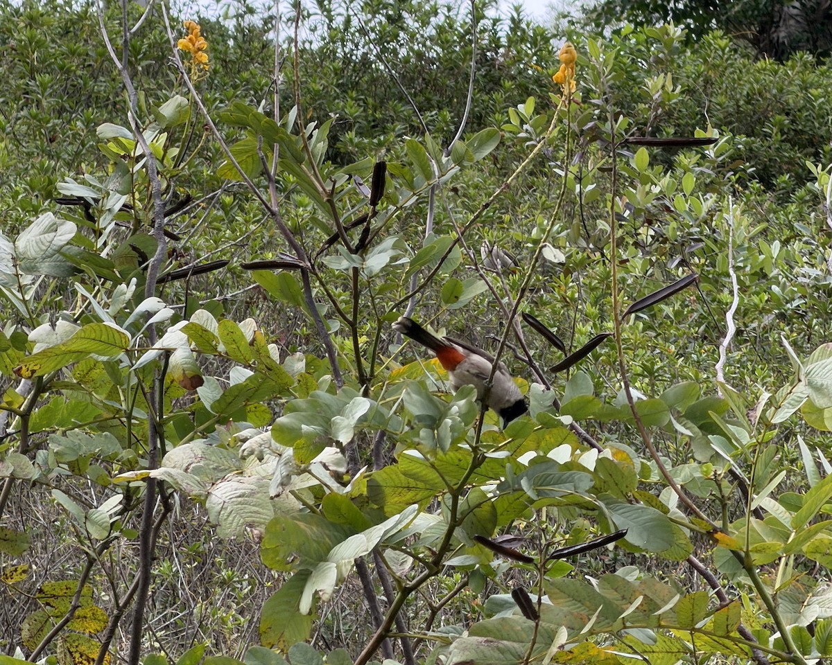 Sooty-headed Bulbul - ML647195245