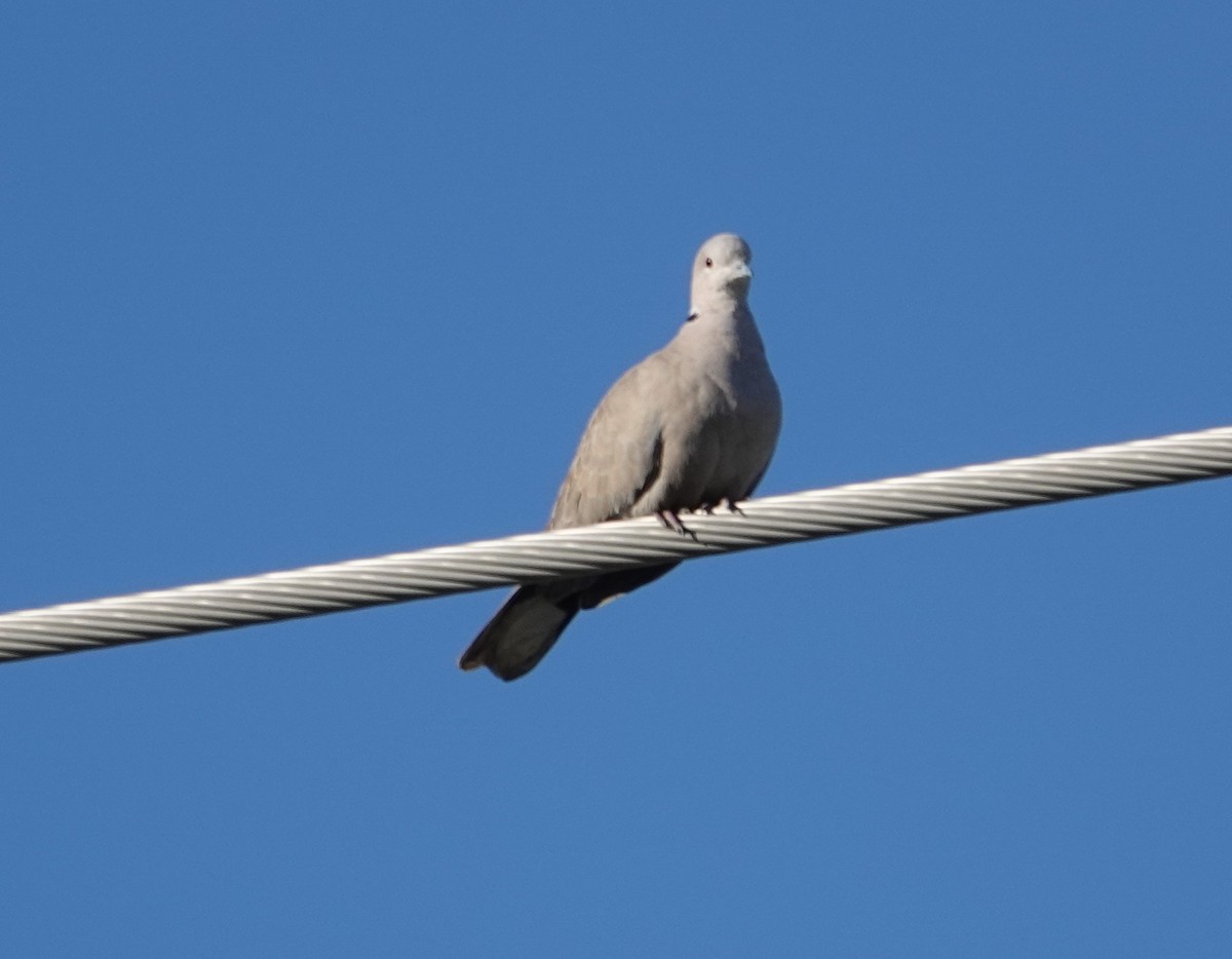 Eurasian Collared-Dove - ML647195246