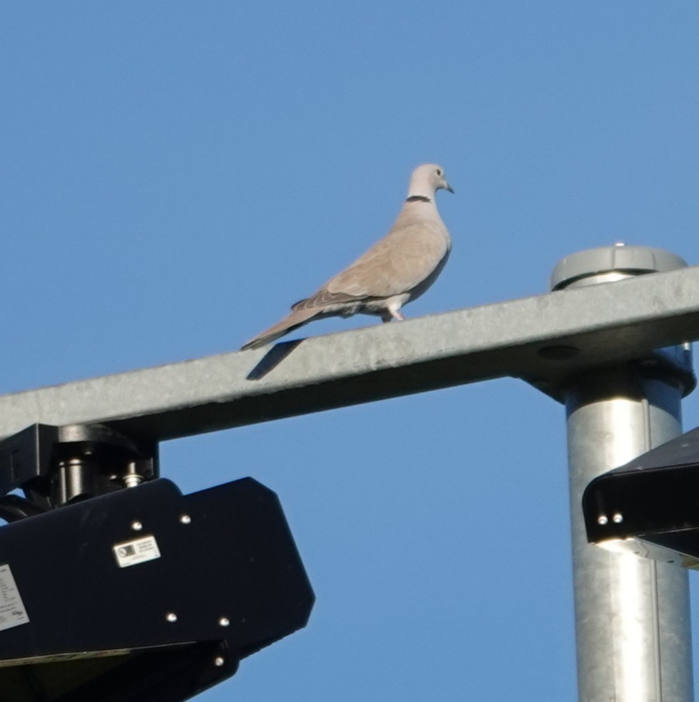 Eurasian Collared-Dove - ML647195248